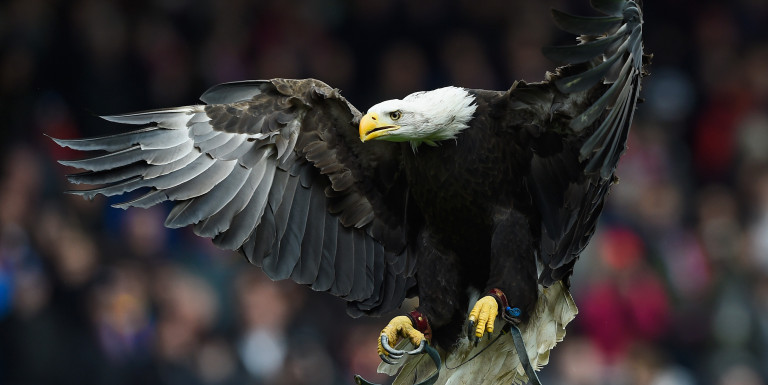 Crystal Palace Predicted XI: Reading (A)