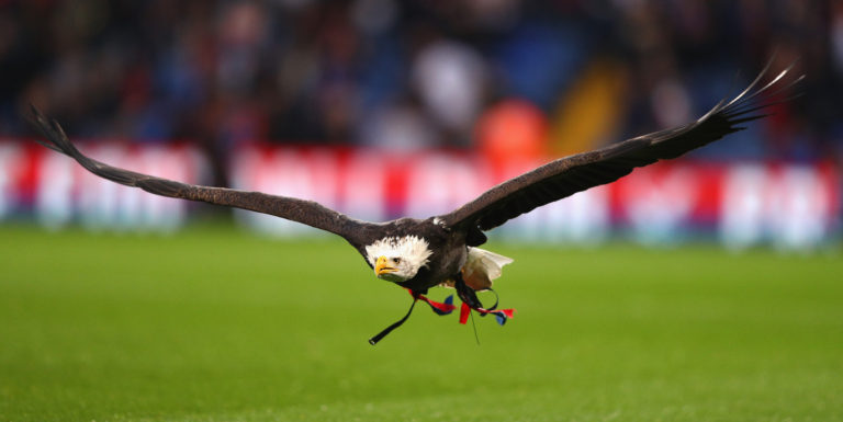 Kayla the Eagle absent from Selhurst Park amid bird flu fear